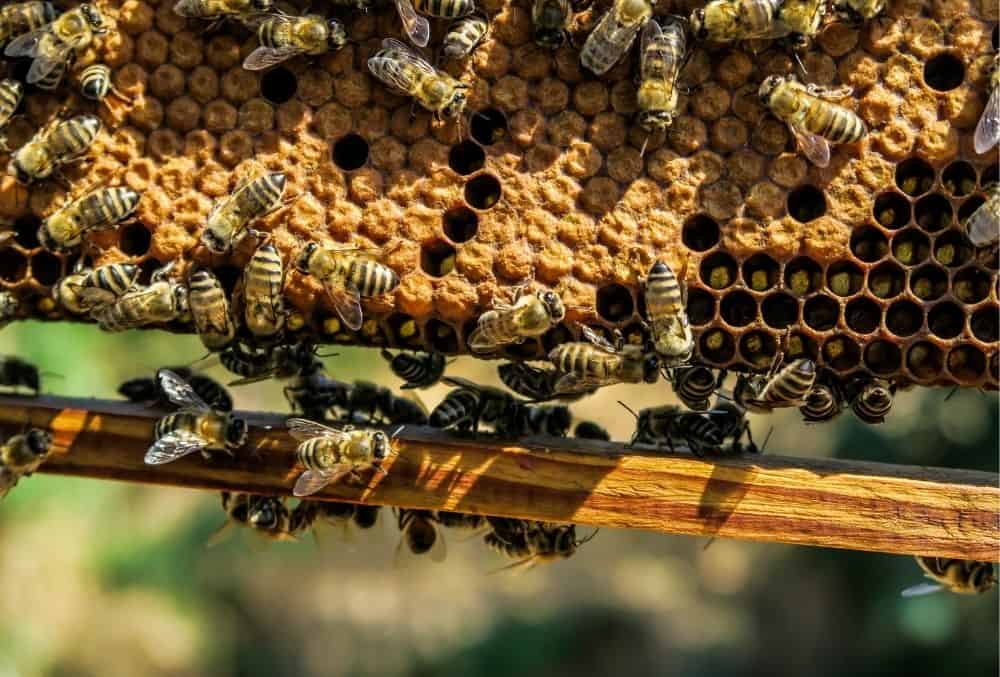 Where To Buy Beeswax 1 where to buy beeswax