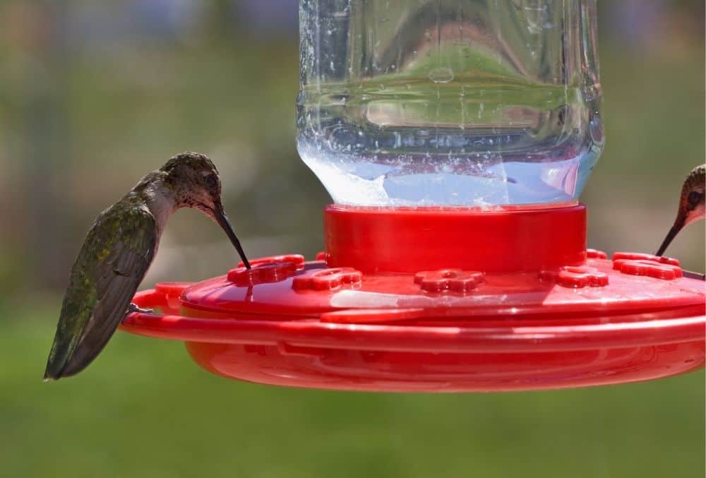 where to hand humming bird feeders