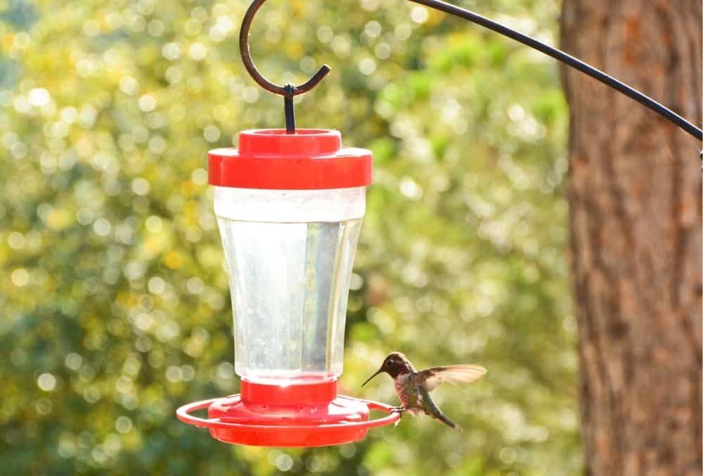 hummingbird feeder