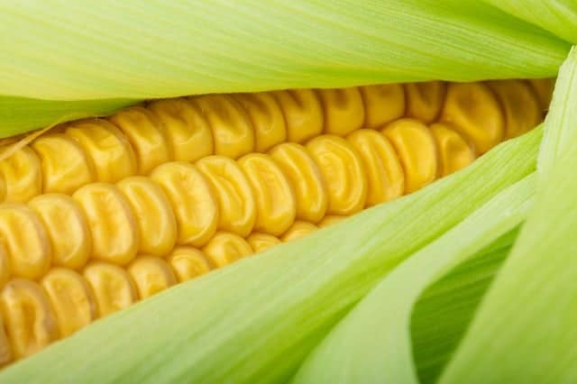 survival garden corn