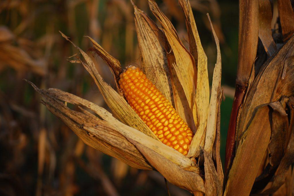 when to harvest corn