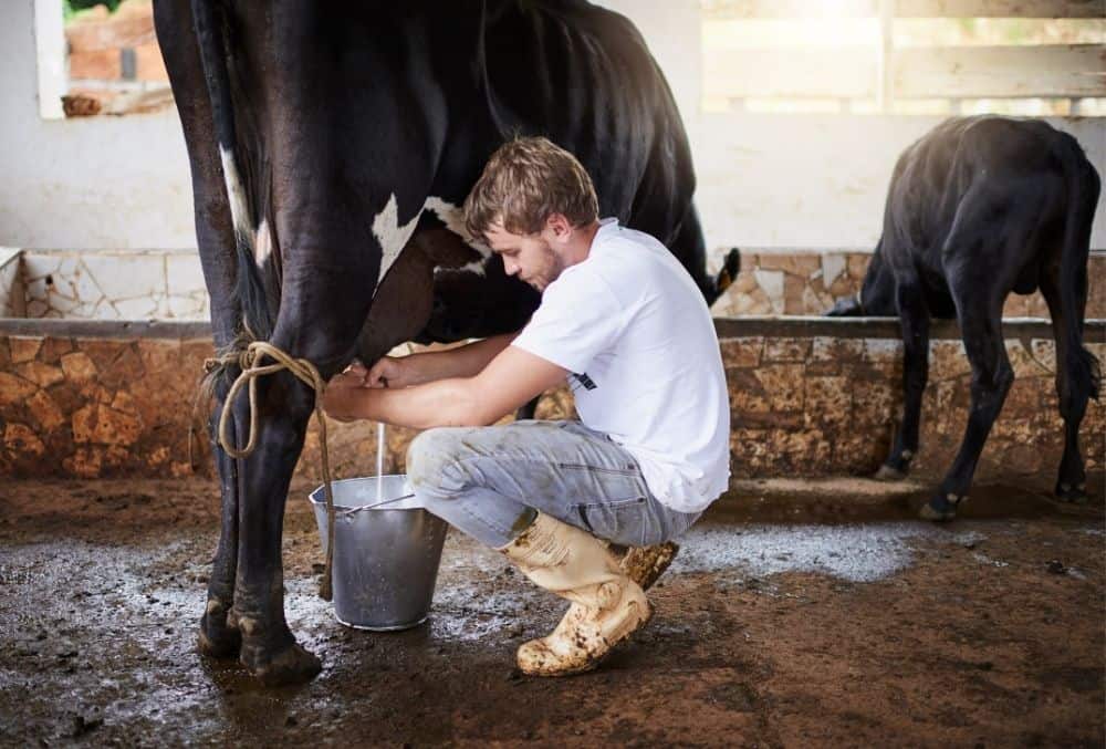 how to milk a cow