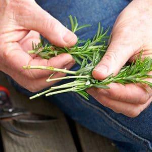 how to propagate rosemary