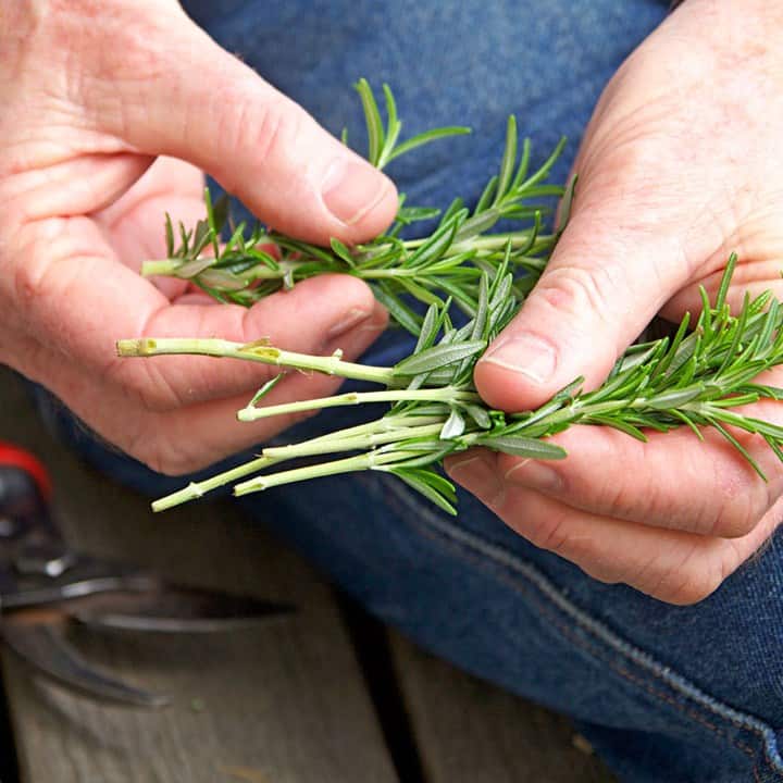 How To Propagate Rosemary