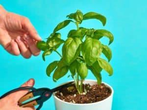 how to trim basil