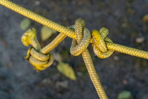 paracord knot