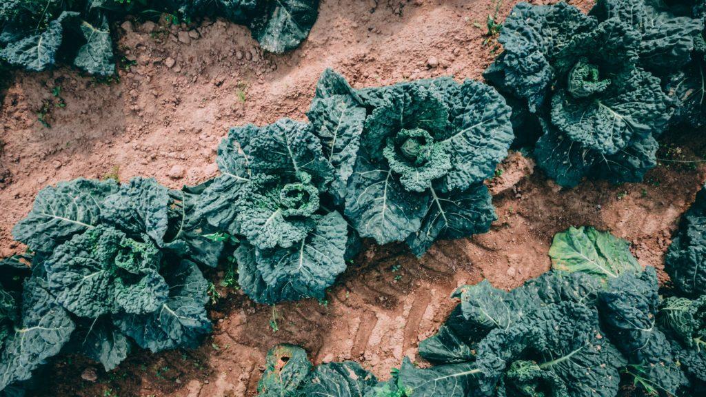 how to harvest kale