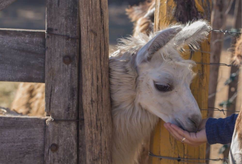 What Do Llamas Eat? 2 llamas eat