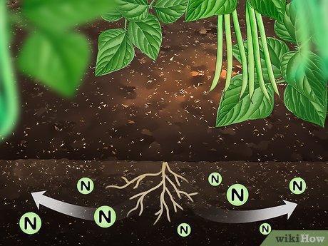 How To Add Nitrogen To Soil